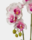 Artificial Crown Phalaenopsis (Life - like Artificial) - Plant Arrangement - coral - Preserved Flowers & Fresh Flower Florist Gift Store