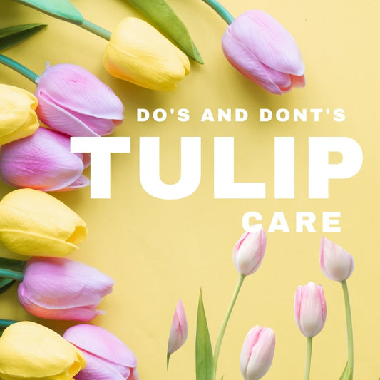 Tulip Care Dos and Don'ts for Stunning Bouquets - Ana Hana Flower