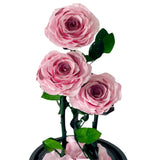 Blush Roses - Flower - Preserved Flowers & Fresh Flower Florist Gift Store