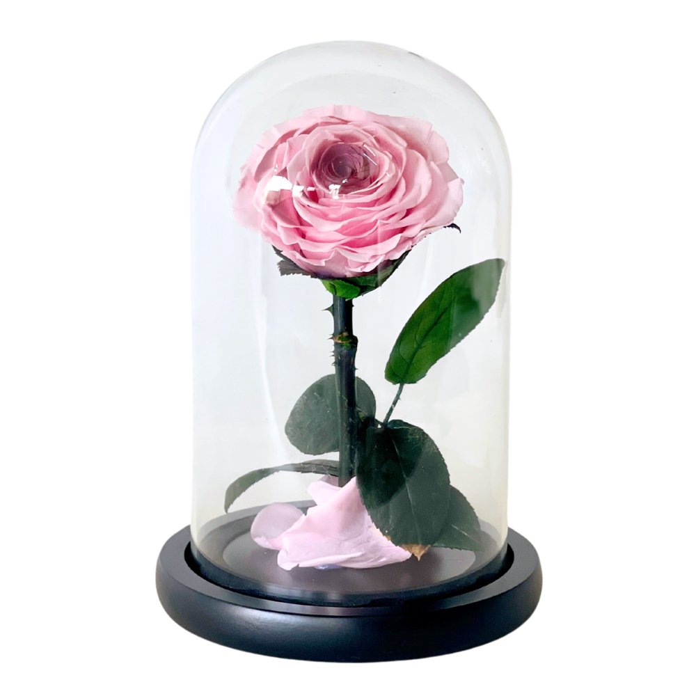 Single Blush Rose - Flower - Preserved Flowers & Fresh Flower Florist Gift Store