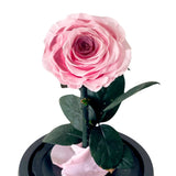 Single Blush Rose - Flower - Preserved Flowers & Fresh Flower Florist Gift Store